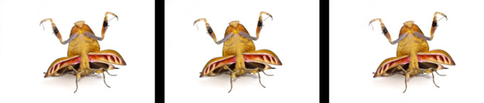 マルムネカレハカマキリ（３D立体写真）