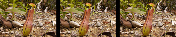 ウツボカズラ（３D立体写真）