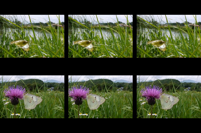 モンキチョウのメス（３D立体写真）