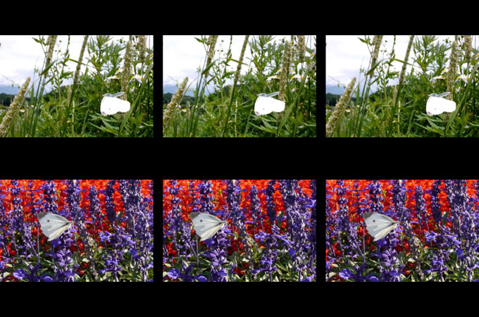 モンシロチョウの飛翔（３D立体写真）