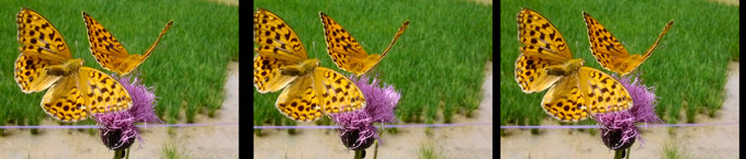 ウラギンヒョウモン（３D立体写真）