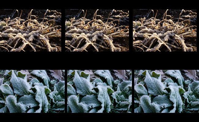 霜（３D立体写真）