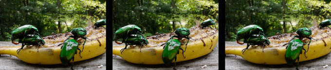 アオカナブン（３D立体写真） 