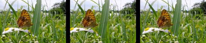 ヒョウモンチョウ（３D立体写真）