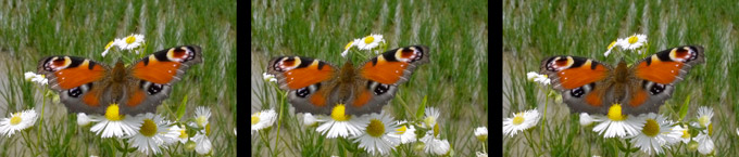 クジャクチョウ（３D立体写真）