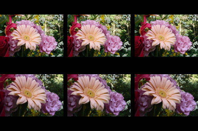 ガーベラ（３D立体写真）