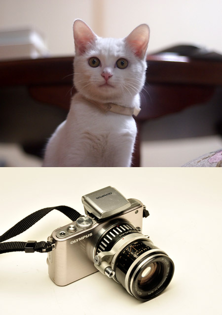 マクロスイターでネコを撮ってみた