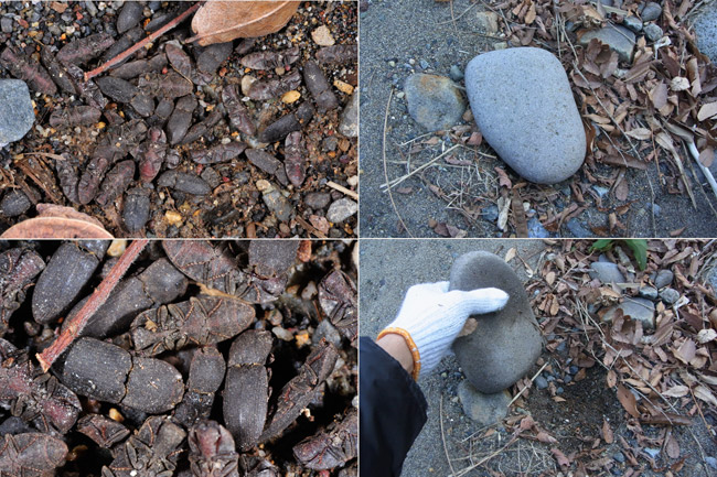 石の下にコメツキムシがいっぱい