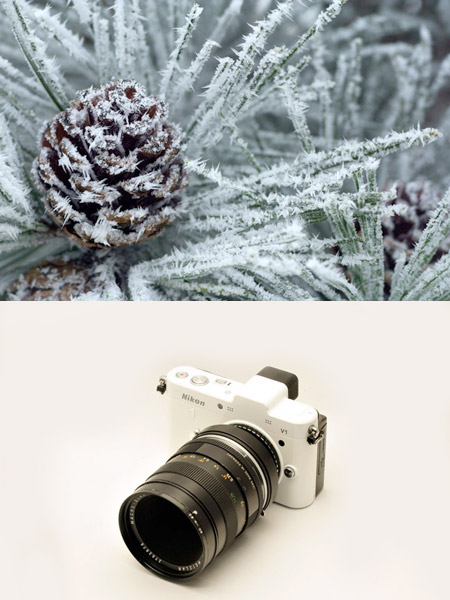 マクロエルマリットで霧氷を撮った