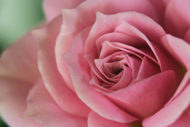 YVAR 75mmでバラの花を