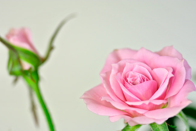 ミニバラの花（Nikon1　マクロプラナー）