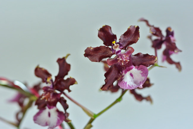 ランの花（Macro-Elmarit-R 60/2.8）