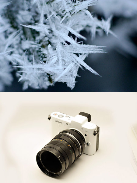 マクロエルマリットをニコン１に