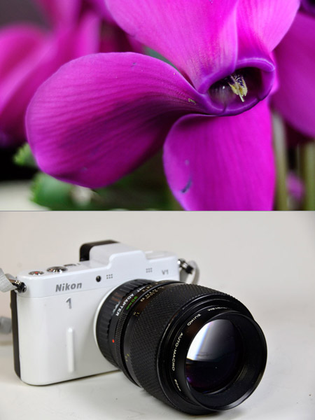 シクラメンの花をZuiko90mm F2で