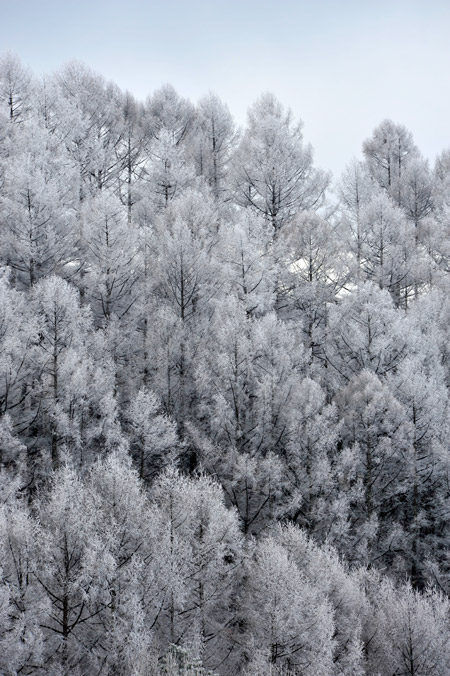 カラマツの霧氷