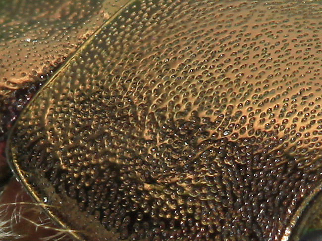 深度合成でドウガネブイブイを