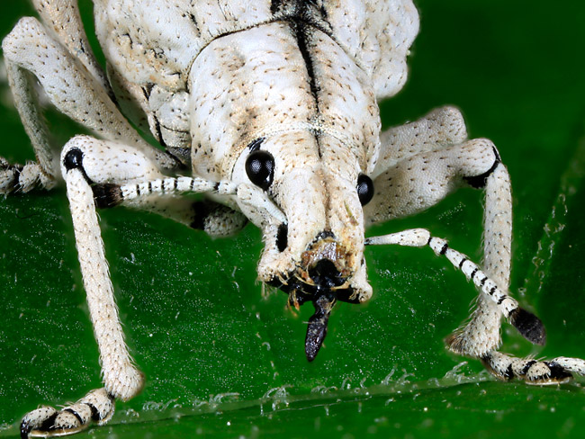 ヒメシロコブゾウムシ（深度合成）