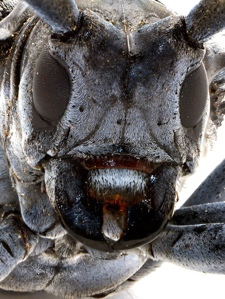 ゴマダラカミキリ（深度合成）