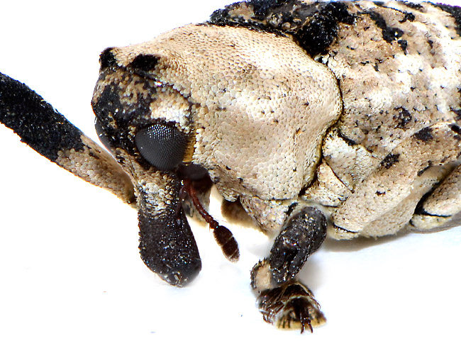 アシナガオニゾウムシ（深度合成）