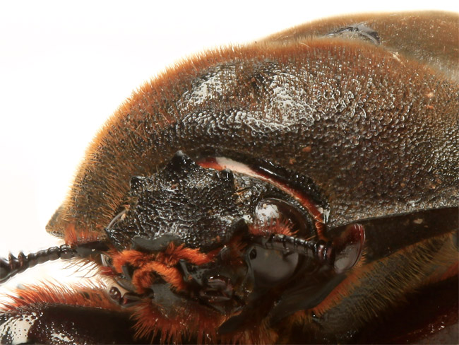 カブトムシのメス（深度合成）