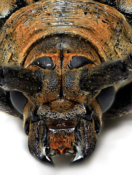 ミヤマカミキリ（深度合成）