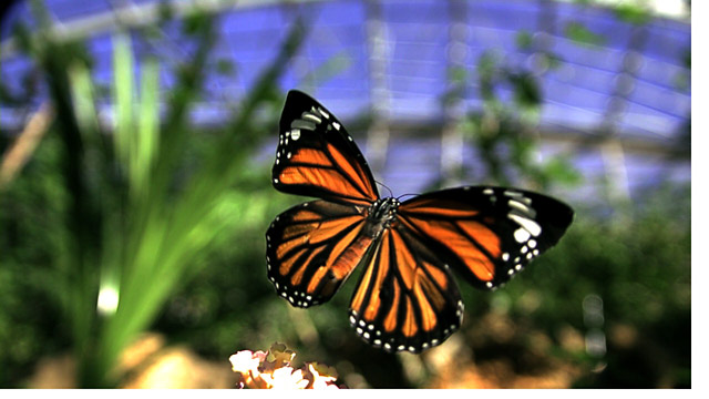 スジグロカバマダラ