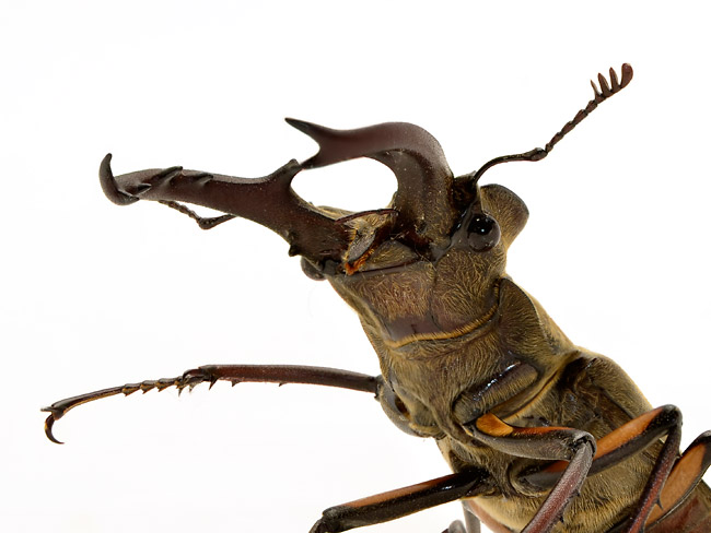 ミヤマクワガタ（深度合成）