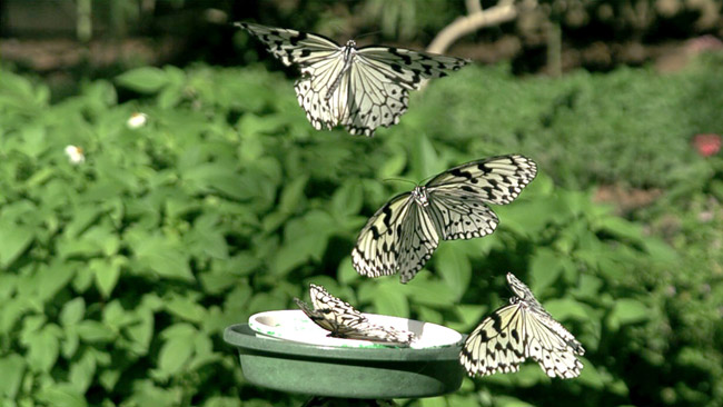 オオゴマダラ（高速度ビデオより）