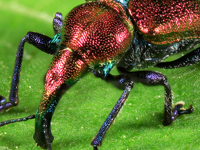 イタヤハマキチョッキリ（深度合成）