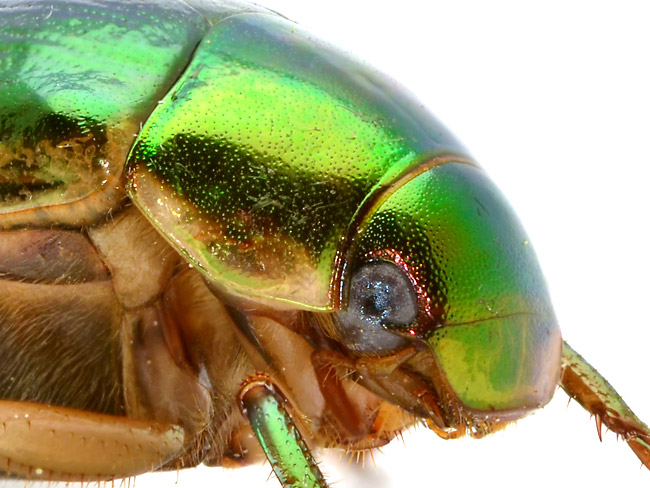 サクラコガネ（深度合成）