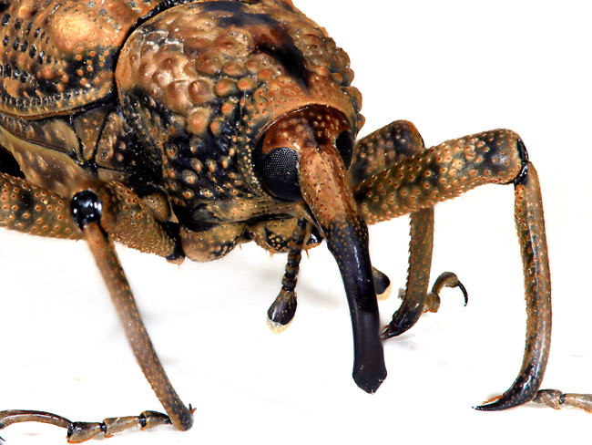 オオゾウムシ（深度合成）