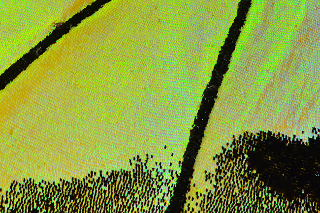 ブルキシタアゲハの構造色