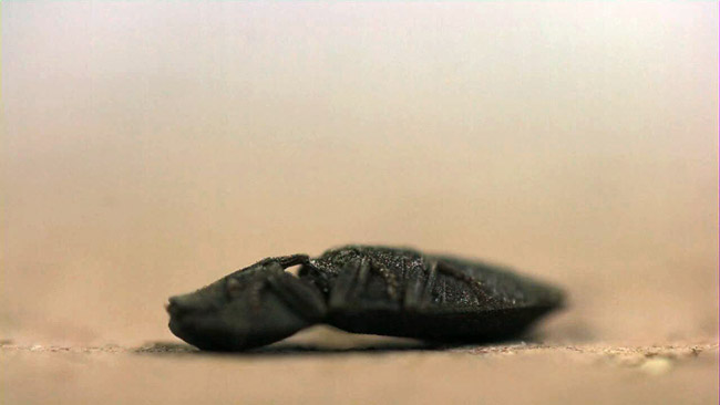 コメツキムシのジャンプ