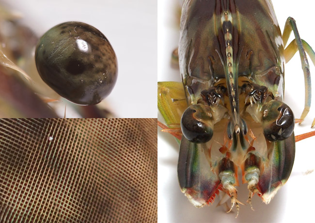 エビの複眼