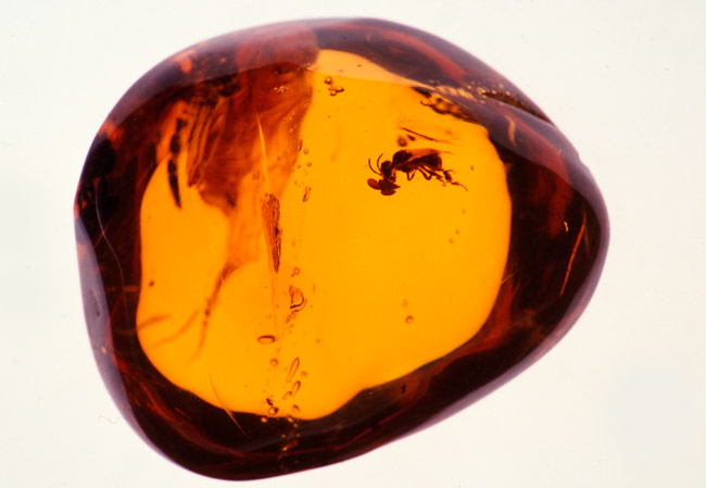 琥珀の中のハチと花粉