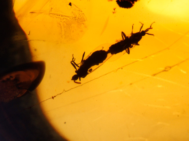 琥珀の中のカメムシ