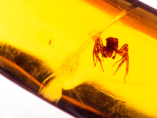 琥珀の中のクモ