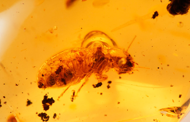 琥珀の中のシロアリ