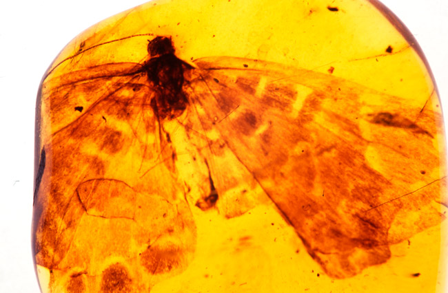 琥珀の中の蝶