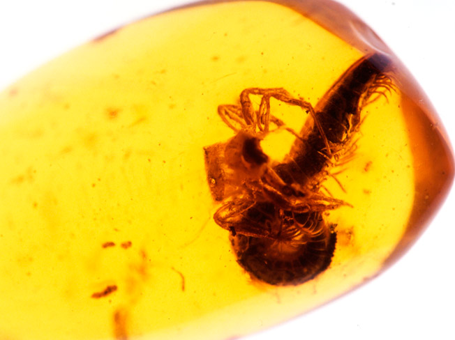 琥珀の中のクモ(ヤスデを捕らえる）