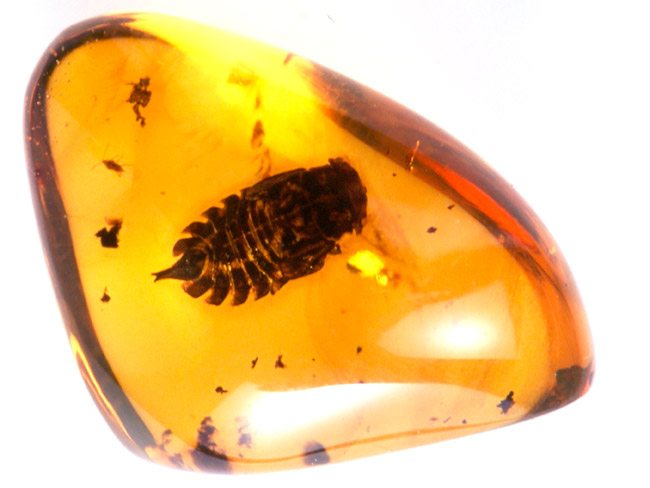 琥珀の中のヨコバイの幼虫