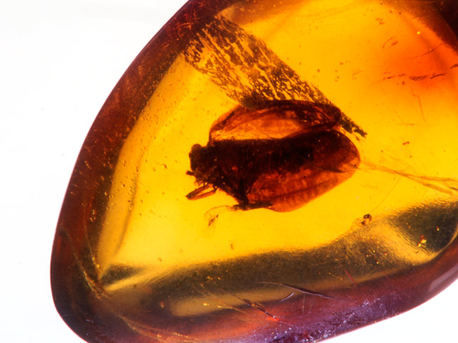 琥珀の中のマルウンカ？