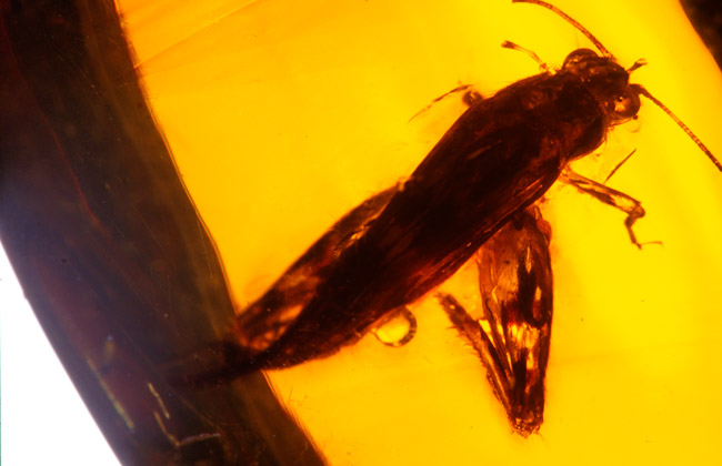 琥珀の中のバッタの成虫