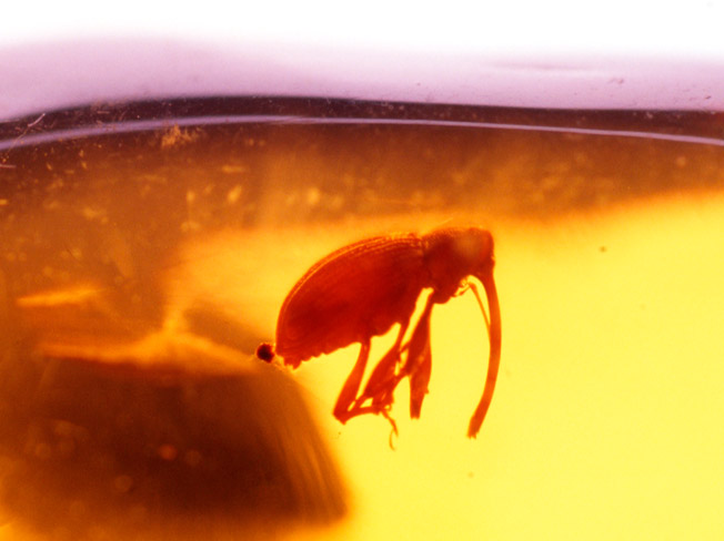  琥珀の中のシギゾウ