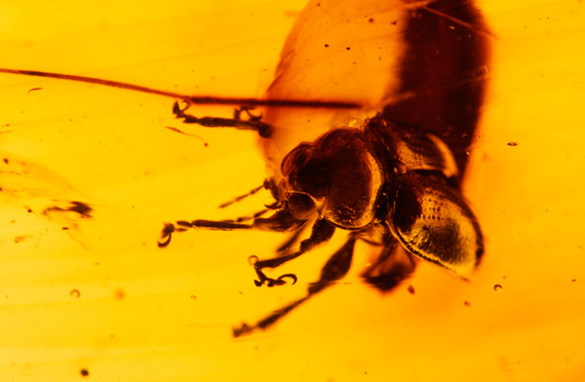 琥珀の中のハムシ