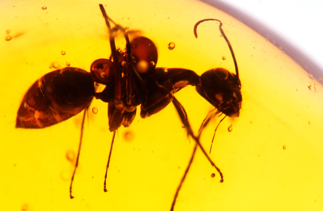 琥珀の中のアリ