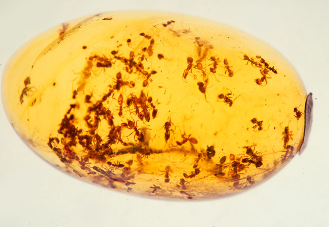 琥珀の中のアリの群