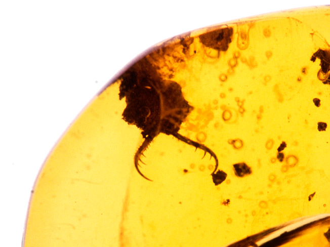 琥珀の中のヘビトンボ？