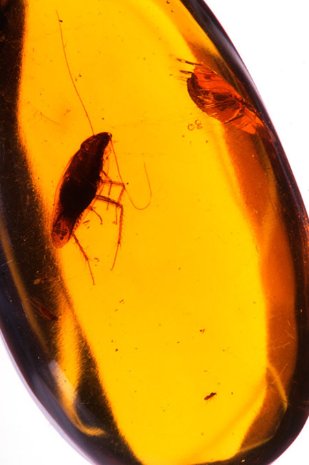 琥珀の中のゴキブリ