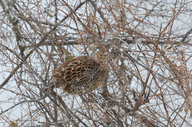 キジの雌
